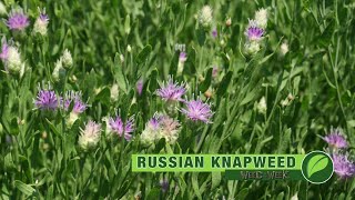 Weed Of The Week 1067 Russian knapweed Air Date 91618 [upl. by Nailimixam]