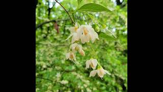 Snowbell 때죽나무 エゴノキStyrax japonicus [upl. by Enitsirc]