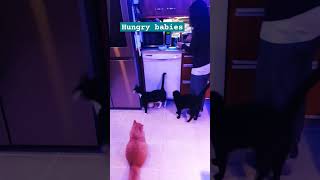 Feeding time shortsvideo food catlovers [upl. by Ahsitahs367]