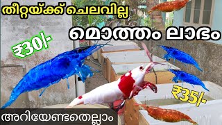 കളർ ചെമ്മീൻ അറിയേണ്ടതെല്ലാം  Shrimp care Malayalam shrimp shrimpmalayalam [upl. by Felicia]