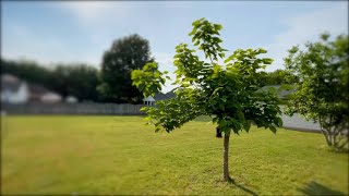 The Catalpa Tree Update  5 years [upl. by Shiller]