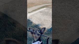 Teaching Arty FETCH game 🐾🐾 gooddog smartchihuahua doggame fetch chihuahua [upl. by Dibb735]