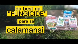 Anong fungicide ang ginagamit sa calamansi [upl. by Atiekal]