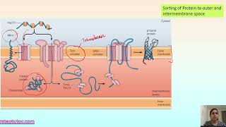 Sorting of Protein to Outer and Intermembrane Space  Cell Membrane  CSIR Life Sciences [upl. by Airtap]