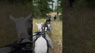 Packing out of the Montana wilderness with the goats [upl. by Kampmann]