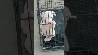 Dogo argentino puppydogoargentino dog puppy shortvideo shorts trending [upl. by Lazes]