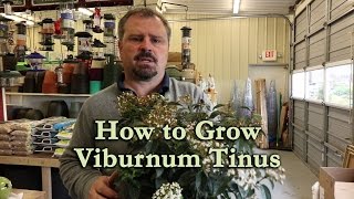 How to grow Viburnum Tinus Spring Bouquet Viburnum [upl. by Merridie53]