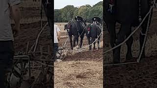 Traditional Horse Ploughing at the 73rd British National Ploughing Championships 13th October 2024 [upl. by Aneekas]