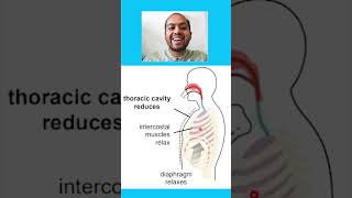 The Process Of Exhalation 6 Marks lifescience finalexamination grade11gaseousexchange [upl. by Kliment]