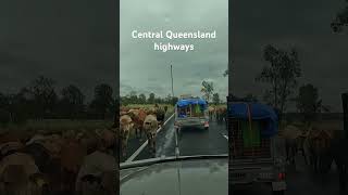 Cattle Droving Central Queensland cattle nature truck [upl. by Ornas]