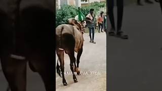 Vellore eruthukattu whatsapp status velloreeruthukattu erudhukattu vellore [upl. by Nojed]