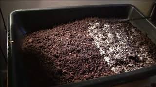 How We Are Worm Farming Indoors And It Keeps Growing [upl. by Cameron]