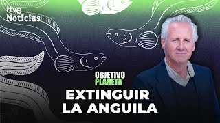 ANGUILAS y ANGULAS LORENZO MILÁ y la CRÍTICA SITUACIÓN de este MISTERIOSO ANIMAL  RTVE Noticias [upl. by Chappell492]