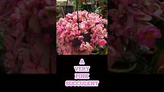 VERY PINK SUCCULENT Portulaca oleracea Variegated succulents garden plants portulaca gardening [upl. by Netsirc]