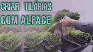 Como criar Tilapia com Alface organica em casa [upl. by Bennet]