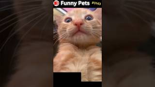 Funny Pets Ep 143 shorts [upl. by Eniluj420]