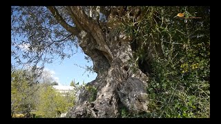 The Wild Olive Tree HD [upl. by Terbecki]