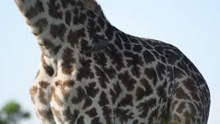 RedBilled Oxpecker on Masai Giraffe  Masai Mara wildlife masaimaranationalpark masaigiraffe [upl. by Clinton166]