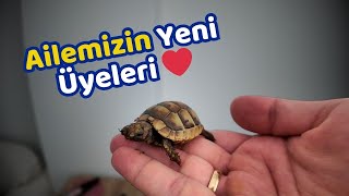 Ailemizin Yeni Üyeleri Abuzer ve Çitos ❤️ [upl. by Adelind]