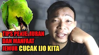 TIPS PENJEMURAN CUCAK IJO VERSI WWDGK SEMOGA BERMANFAAT YA MASBRO INI HANYA CERITA PRIBADI SAJA [upl. by Ennasus176]