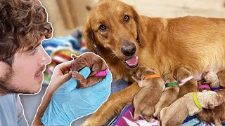 Helping Golden Retriever Give Birth to 11 Puppies [upl. by Noislla412]