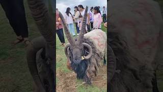 ￼Duniya ka Sabse Anokha￼￼￼ Pashu￼ Char Single Wala Bhed bhediya goat farm shorts viral 🐐 [upl. by Chadd]