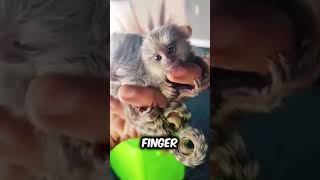 Discover Finger Monkey Pygmy Marmoset a very cute pet breed animals pets [upl. by Worlock]