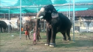 Churoormadam Rajasekharan at Thripunithura Vrishchikolsavam 2016 Kerala Elephant Heroes [upl. by Nahsez812]