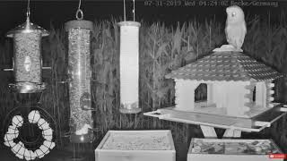 Owl Visits Can Anyone ID It  LIVE Bird Feeder Cam  Recke Germany 🐦🕊️ [upl. by Artekal274]