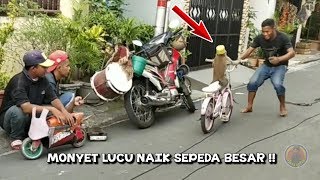 Monyet lucu naik sepeda besar [upl. by Anniroc]