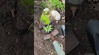 shorts Digging up plants transferring to garden at New Home oddlysatisfying Root Digging Sounds [upl. by Borman]