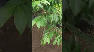 Multiple Rootstock of Aquilaria malaccensis  A breakthrough Agarwood Research and Experiment [upl. by Nidnarb]