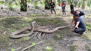 PENANGKAPAN SOSOK ULAR KING COBRA RAKSASA DI KEBUN SAWIT KALIMANTAN  KING COBRA  ULAR [upl. by Roid819]