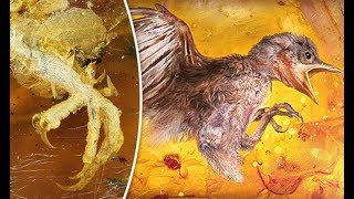 100 MILLION Year Old BABY BIRD Found Trapped In Amber [upl. by Oca]