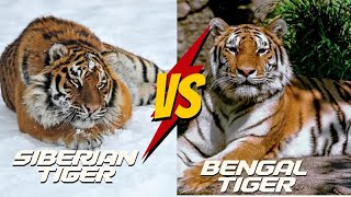 Bengal vs Siberian Tigers The Fierce Showdown [upl. by Prager]