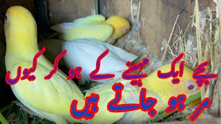 Chicks 1 Month key ho jaen tu Ye kam lazmi ker lain [upl. by Castor]