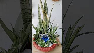 beautiful multiple varieties sansevieria decorate and arrangement idea sanseveria [upl. by Niamrahc677]