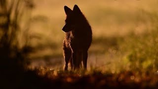 Wolf Begegnung in der Eifel 4k Ultra HD [upl. by Lokcin]