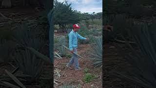 Introducir plantas de agave no endémicas shortvideo plantas [upl. by Atilehs]