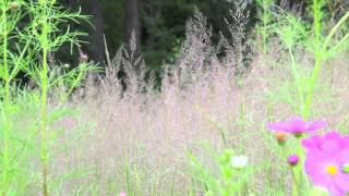 ポール・スミザー Calamagrostis arundinacea var brachytricha ノガリヤス [upl. by Ugo323]