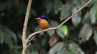 Buff Breasted Paradise Kingfisher Tanysiptera sylvia [upl. by Hesler434]