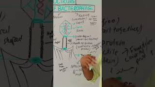 Structure of Bacteriophage Virus scienceeducation viralinfections virus [upl. by Yssirhc]