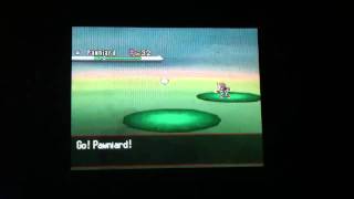 Pokemon Black and white how to catch Pawniard HD [upl. by Narrad]