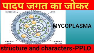 Mycoplasmamycoplasma class11general characters of mycoplasmastructure of mycoplasma by arvind sir [upl. by Yldarb]