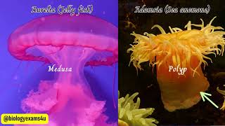 Phylum Cnidaria Coelenterates Characteristics and Examples  Medusa vs Polyp Animal Kingdom [upl. by Yllop]