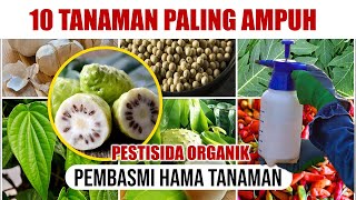 10 TANAMAN PALING AMPUH BASMI HAMA TANAMAN  PESTISIDA ORGANIK [upl. by Odo]