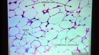 Adipose Connective Tissue [upl. by Aihsatsan]