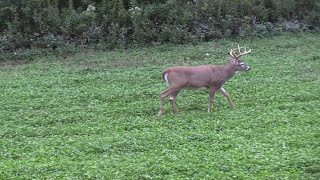 Morning and Afternoon Deer Hunting Strategies [upl. by Ahtamat65]