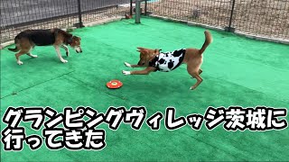 【元保護犬らんまるとなな】グランピングヴィレッジ茨城に行ってきた！ [upl. by Ahtikal]