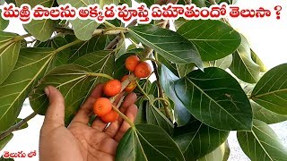 మర్రి పాలను అక్కడ పూస్తే ఏమౌతుందో తెలుసా   About Marri chettu in telugu [upl. by Klinger]